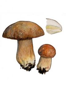 Boletus reticulatus Schaeff. attēls