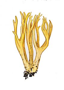 Calocera viscosa (Fr.)Fr. attēls