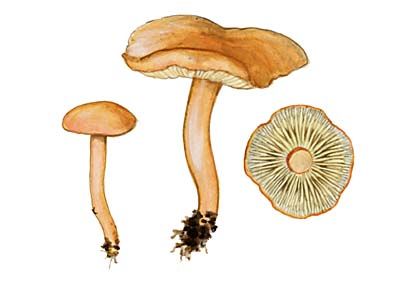 Calocybe carnea (Bull.:Fr.) Donk attēls