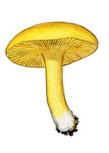 Calocybe chrysentera (Bull.; Fr.) Singer: Bon & Contu attēls