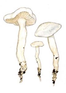 Calocybe leucocephala (Fr.) Singer attēls