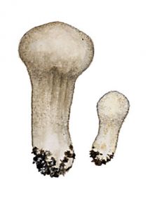 Calvatia excipuliformis (Pers.:Pers.) Perdeck attēls