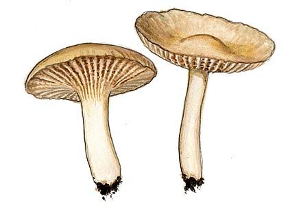 Camarophyllus subradiatus (Schum.) Wünsche attēls