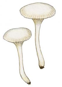 Camarophyllus virgineus (Wulf.: Fr.) Kovalenko attēls