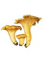 Cantharellus cibarius Fries 1821 attēls