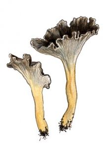 Cantharellus cinereus attēls