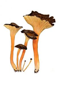 Cantharellus lutescens attēls