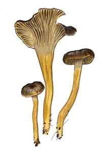 Cantharellus tubaeformis attēls