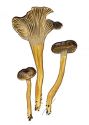 Cantharellus tubaeformis attēls