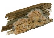 Ceriporiopsis aneirina (Sommerf.: Fr.) Domanski attēls