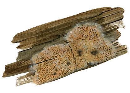 Ceriporiopsis aneirina (Sommerf.: Fr.) Domanski attēls