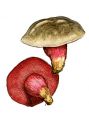 Chalciporus rubinus (W. G. Smith) Singer attēls