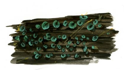 Chlorociboria aeruginascens (Nyl.)Kanouse ex Ramamurthi attēls
