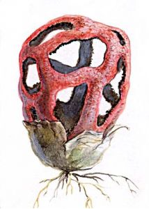 Clathrus ruber Pers. attēls