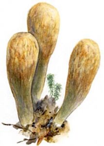 Clavariadelphus pistillaris (Fr.) Donk attēls