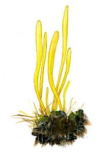Clavulinopsis helvola attēls