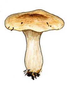 Clitocybe alexandri (Gillet) Konrad attēls