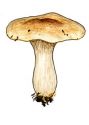 Clitocybe alexandri (Gillet) Konrad attēls