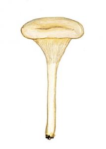 Clitocybe angustissima (Lasch) P. Kumm attēls