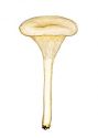 Clitocybe angustissima (Lasch) P. Kumm attēls