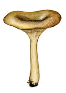 Clitocybe brumalis (Fr.: Fr.) P. Kumm. attēls