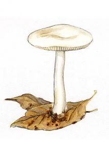 Clitocybe candicans (Pers.: Fr.) P. Kumm. attēls