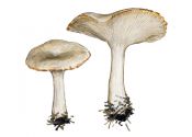 Clitocybe catinus (Fr.) Quél. ss. Harmaja attēls