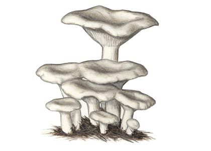 Clitocybe cerussata (Fr.) P. Kumm attēls