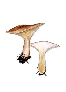 Clitocybe clavipes (Pers.: Fr.) P. Kumm. attēls