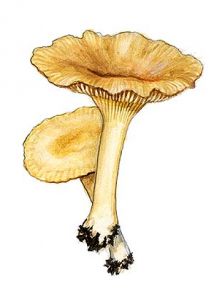 Clitocybe costata K. & R. attēls