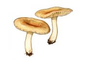 Clitocybe diatreta  (Fr.: Fr.) P. Kumm. attēls