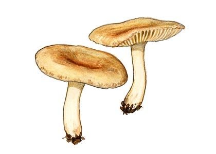 Clitocybe diatreta  (Fr.: Fr.) P. Kumm. attēls