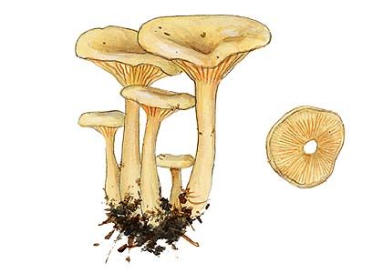 Clitocybe ericetorum Quél. attēls