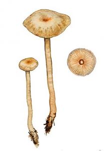 Clitocybe fragrans (With.: Fr.) P. Kumm. attēls