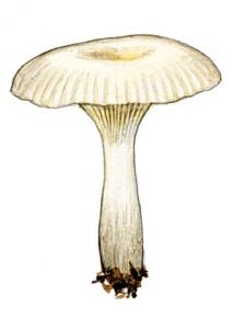 Clitocybe fuligineipes Métrod attēls