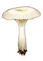 Clitocybe fuligineipes Métrod attēls