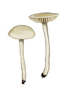 Clitocybe gallinacea (Scop.) Lange attēls