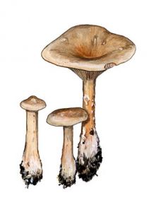 Clitocybe geotropa (Bull.) Quél. attēls