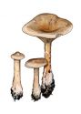 Clitocybe geotropa (Bull.) Quél. attēls