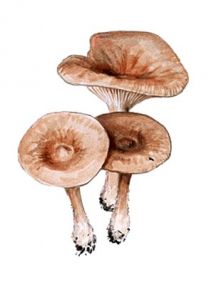 Clitocybe gibba (Pers.: Fr.) P. Kumm. attēls