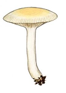 Clitocybe inornata (Sowerby: Fr.) Gillet attēls