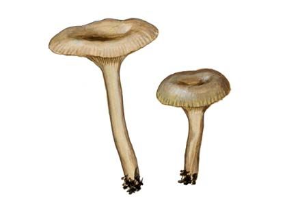 Clitocybe langei Singer & Hora attēls