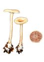 Clitocybe metachroa ( Fr.) P. Kumm. attēls