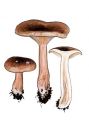 Clitocybe nebularis (Batsch: Fr.) P. Kumm. attēls