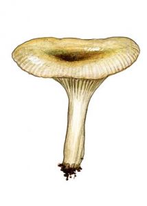 Clitocybe nitriolens Favre attēls