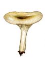 Clitocybe nitriolens Favre attēls