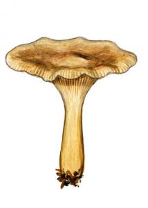 Clitocybe obsoleta (Batsch) Quél. attēls