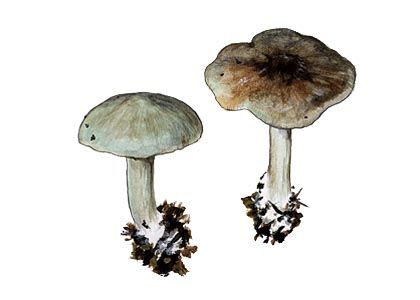 Clitocybe odora (Bull.: Fr.) P. Kumm. attēls