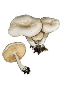 Clitocybe pithyophila (Fr.) Gillet attēls