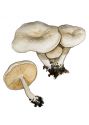 Clitocybe pithyophila (Fr.) Gillet attēls